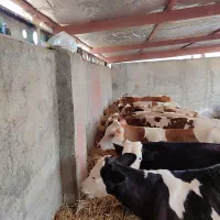 فروش ویژه گوساله سیمینتال ارسال به کل کشور داریم|حیوانات مزرعه|بندر ترکمن, |دیوار