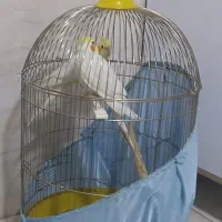 عروس هلندی بازی گوش وسخنگو|پرنده|صباشهر, |دیوار