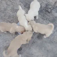 واگذاری         توله سگ پاکوتاه گلدن ریوتور|سگ|بومهن, |دیوار