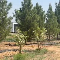 باغ ۵۰۰متری زعفرانیه کامرانیه سند تک برگ (برق و آب)