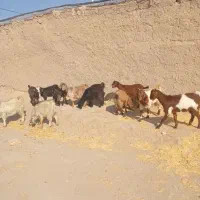 بره ماده|حیوانات مزرعه|همدان, |دیوار