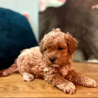 سگ پیدا شده واگذار میکنم