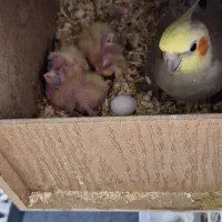 عروس هلندی مولد