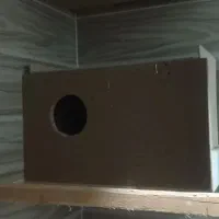 لانه عروس هلندی ،کوتوله