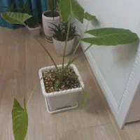 گل بابا آدم