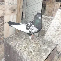 سینه سیاه زات قدیم
