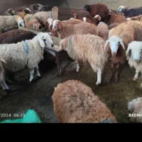 فقط 3روز دیگه تمدید شد*گوسفند زنده تعاونی* وخونی*|حیوانات مزرعه|مشهد, ایثارگران|دیوار