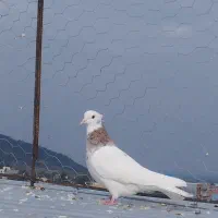 دو عدد طوقی از نسل هفت رنگ و الماسی