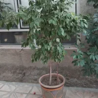 گل های طبیعی سالم و خوش سر حال|گل و گیاه طبیعی|بناب, |دیوار