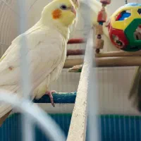 عروس هلندی|پرنده|لنگرود, |دیوار