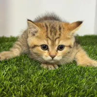 گربه برتیش اسکاتیش