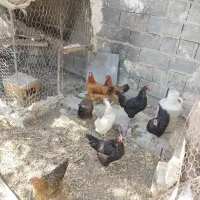 مرغ محلی دوساله