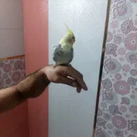 عروس هلندی ماده