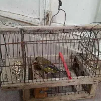 پرنده|حیوانات|کرج, احدآباد|دیوار