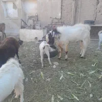 بز پاکستانی اصیل|حیوانات مزرعه|سمنان, |دیوار