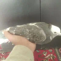 کبوتر شازده|پرنده|کمیجان, |دیوار