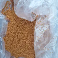 فروش بذر خاکشیر