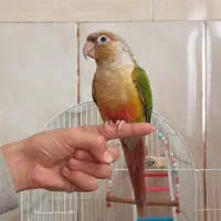 طوطی گرینچیک|پرنده|زنجان, |دیوار
