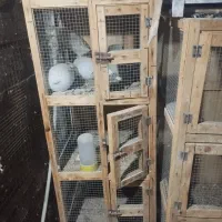 جفتکن|پرنده|میناب, |دیوار