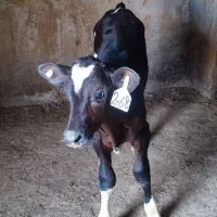 فروش گوساله هلشتاین صنعتی