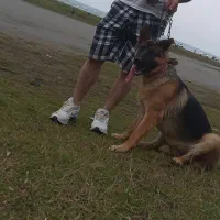 ژرمن شیپرد ده ماهه واکسن زده  ق ده میلون