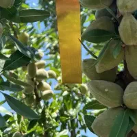 توزیع نهال بادام آذر یکساله به قیمت 50 هزار تومان|خدمات باغبانی و درختکاری|بردسکن, |دیوار