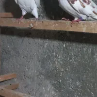 کبوتر غریب|پرنده|رشت, قاسمیه|دیوار