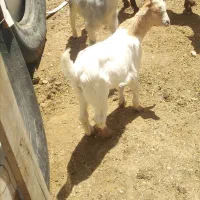 کهره نرفروشی