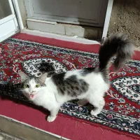 یک گربه پرشین  قیمت یک میلیون و پانصد هزار تومن|گربه|گنبد کاووس, |دیوار