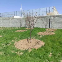 1000متر-باغ-شهری