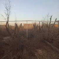 باغبانی .هرس درخت.اره برقی|خدمات باغبانی و درختکاری|کرمان, |دیوار