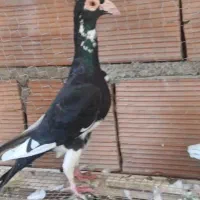 کبوتر کاریر و۰۰