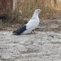 کبوتر دم سیاه