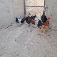 فروش خروس محلی