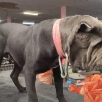 کن کورسو نر