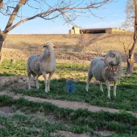 بره نرهای ژنتیکی از پدرتری پلاس مادرهای پرتولید|حیوانات مزرعه|پاریز, |دیوار