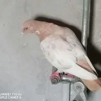 کبوتر|پرنده|خورموج, |دیوار