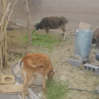 گوساله چاق وسرحال بامادرش