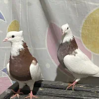 کبوتر طوقی|پرنده|پل سفید, |دیوار