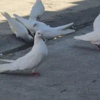کبوتر قنار ماده