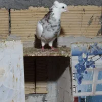 طوقی شادگان|پرنده|شادگان, |دیوار