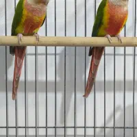 پرنده‌ی گیرینچیک