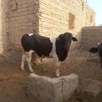 نوچ|حیوانات مزرعه|نیمروز, |دیوار