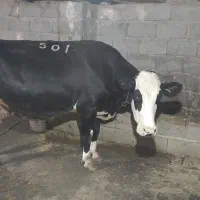 مایل به معاوضه نیستم|حیوانات مزرعه|جیرنده, |دیوار