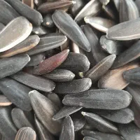 تخمه آفتابگردان