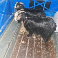 دوتا بز داشتی