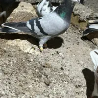 پرشی ، سالم