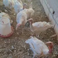 بوقلمون بیوتی ۳ ماهه