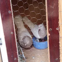 کفتر جفتگاه