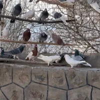 کبوتر پلاکی|پرنده|تهران, بهارستان|دیوار